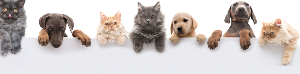 Bine ai venit pe doctorpet.ro 2 newsletter background home page 1 e1748091404860