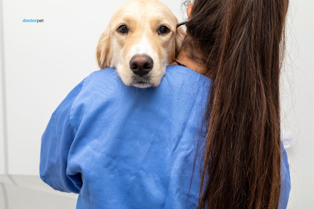 Câine Golden Retriever ținut în brațe de medic veterinar – confort și îngrijire în caz de urgență