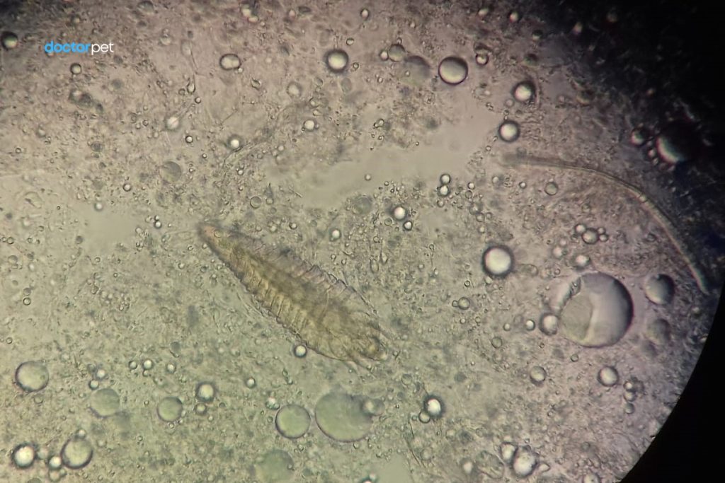 Clasificarea paraziților și căile de contaminare – Ghid pentru înțelegerea biologiei parazitare 2 Imagine microscopică a unui parazit examinat în laborator – vedere detaliată, câmp vizual cu lichid de examinare.