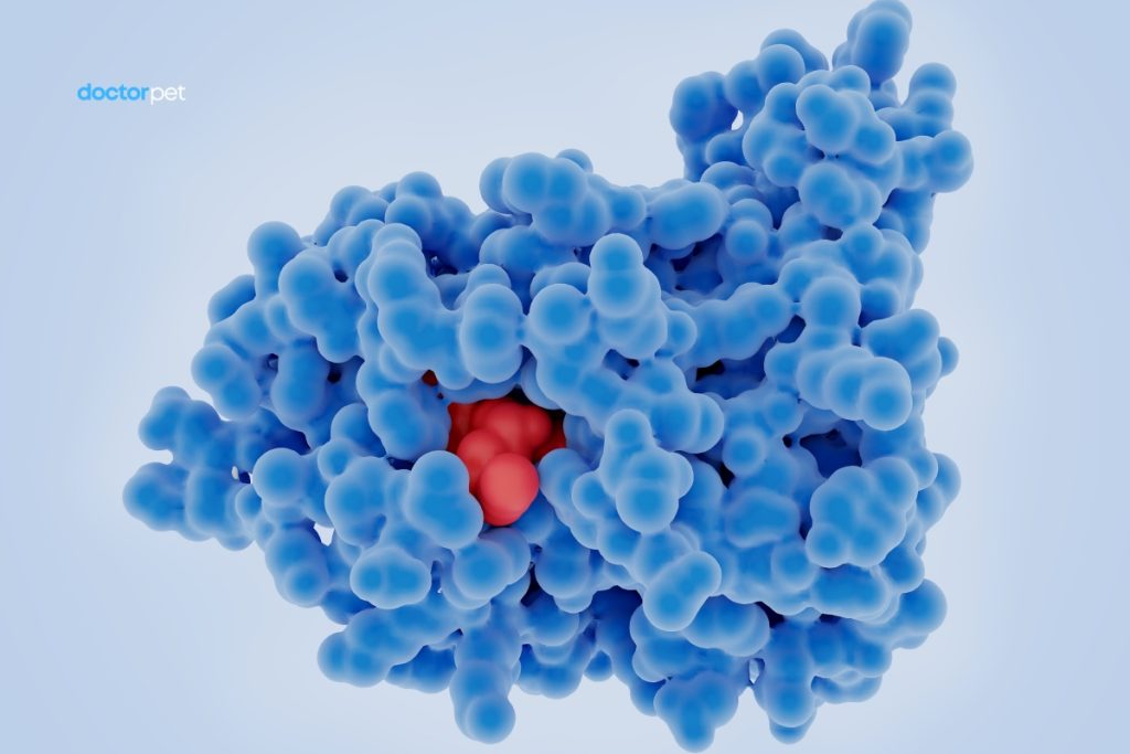 Metabolismul substanțelor organice 4 Model tridimensional de proteină, evidențiind structura sa complexă și rolul în funcțiile vitale