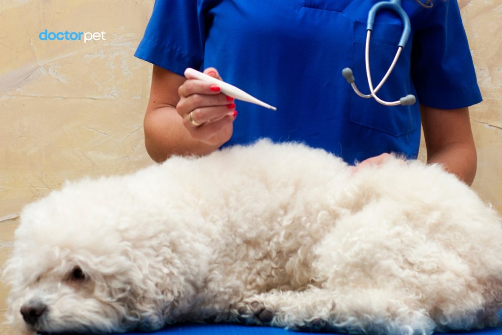 Stadiile reactiei febrile la animalele homeoterme – explicatie relevanta clinica 2 Câine examinat cu termometru de către medic veterinar – diagnostic corect al reacției febrile.