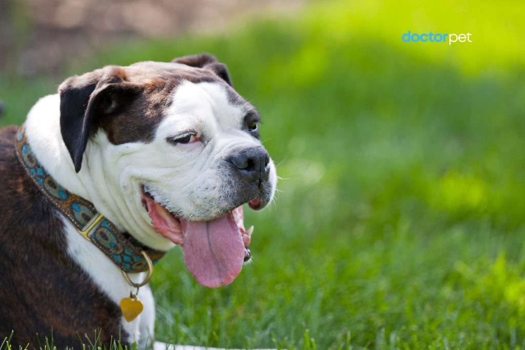 Hipertermia la animalele homeoterme – cauze, simptome și riscuri majore. 2 Bulldog cu respirație grea, specie brahicefalică predispusă la hipertermie.