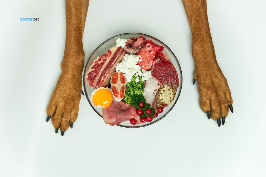 Hrana potrivită pentru câini – ghid complet de nutriție sănătoasă 4 Bol cu carne crudă pentru câini, așezat între labele unui câine pe fundal alb