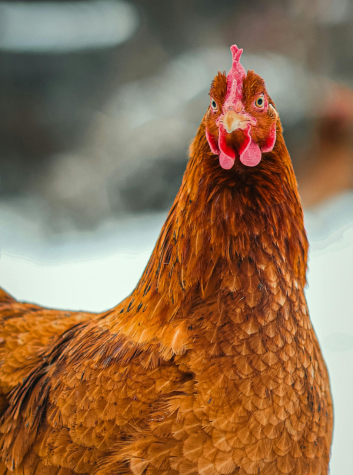 animale de ferma