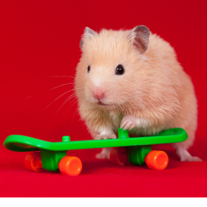 Hamsteri