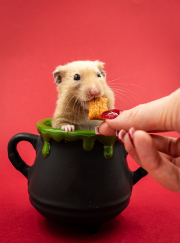 hamster