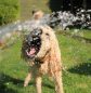 Câine care se răcorește cu un jet de apă pentru prevenirea deshidratării în sezonul cald