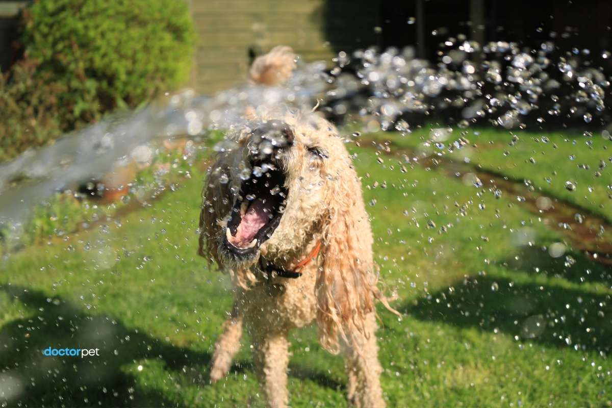 Câine care se răcorește cu un jet de apă pentru prevenirea deshidratării în sezonul cald